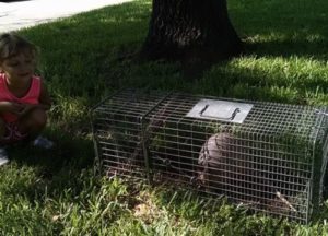 armadillo caught in a trap in Austin home