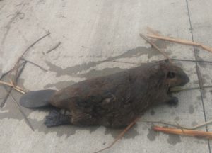 Beaver lying on the road