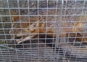fox caught in a trap in Austin area