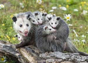 opossum family in a yard