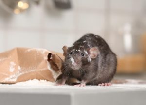 rat in the kitchen