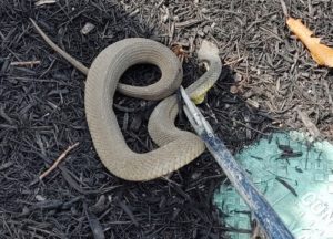 snake caught from a home around Austin