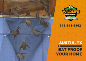 bat proofing my austin home