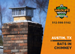 bat in chimney austin
