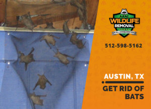 get rid of bats austin