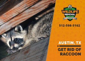 get rid of raccoon austin