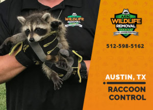 raccoon control austin