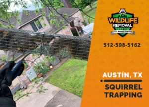 squirrel trapping program austin