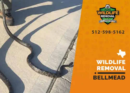Bellmead Wildlife Removal professional removing pest animal