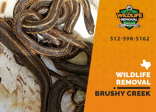 Brushy Creek Wildlife Removal professional removing pest animal