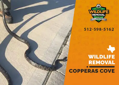 Copperas Cove Wildlife Removal professional removing pest animal