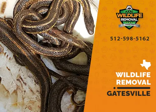 Gatesville Wildlife Removal professional removing pest animal