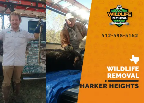 Harker Heights Wildlife Removal professional removing pest animal