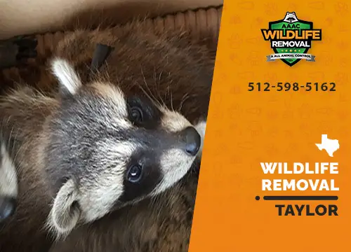 Taylor Wildlife Removal professional removing pest animal