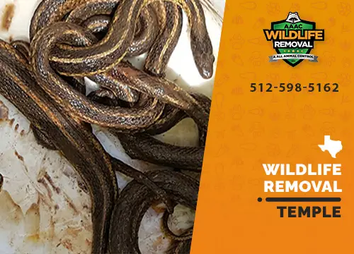 Temple Wildlife Removal professional removing pest animal
