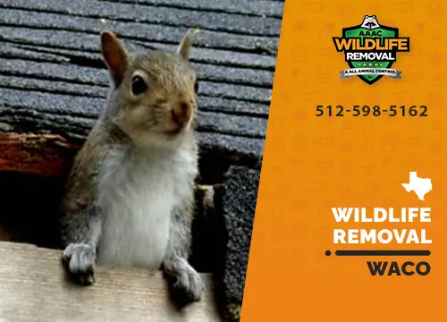 Waco Wildlife Removal professional removing pest animal