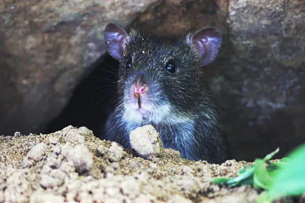 Do Rats Burrow Underground? - AAAC Wildlife Removal