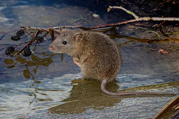 Do Rats Burrow Underground? - AAAC Wildlife Removal